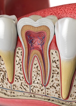 Illustration of the anatomy of a tooth